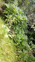 Lobelia physaloides