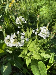 Cardamine leucantha