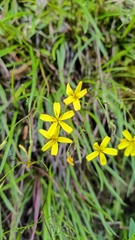 Ixeridium transnokoense