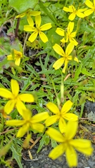 Ixeridium transnokoense