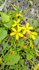 Ixeridium transnokoense