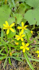 Ixeridium transnokoense