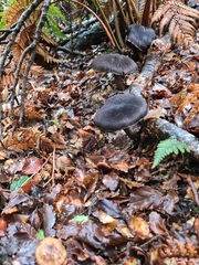 Aureonarius caryotis