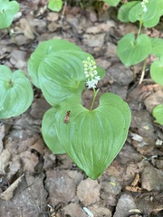 Maianthemum dilatatum