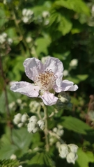Rubus fruticosus