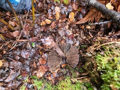 Aureonarius caryotis