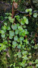 Epilobium rotundifolium