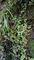 Epilobium rotundifolium