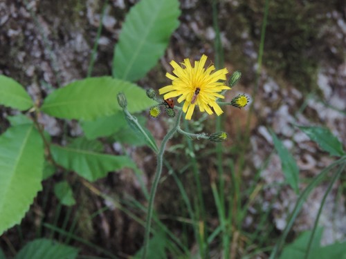 Havikskruid van Groves (Hieracium grovesianum)