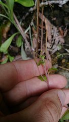 Epilobium rotundifolium