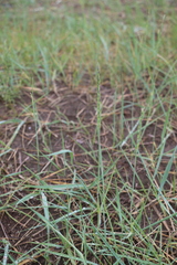 Leymus chinensis