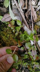 Epilobium rotundifolium