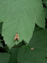 Nemophora degeerella
