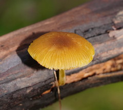 Pluteus hubregtseorum