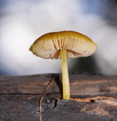 Pluteus hubregtseorum