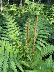 Osmundastrum cinnamomeum