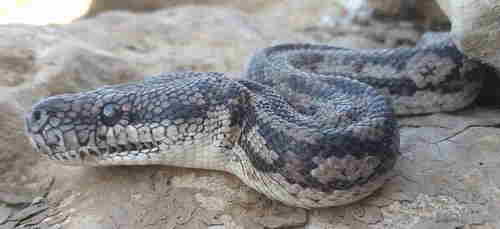 Inland Carpet Python sighting