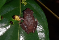 Pseudophilautus amboli