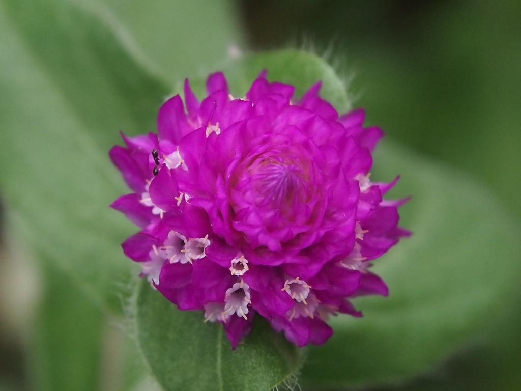 Gomphrena globosa