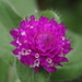 Globe Amaranth - Photo (c) Sunnetchan, some rights reserved (CC BY-NC-ND), uploaded by Sunnetchan