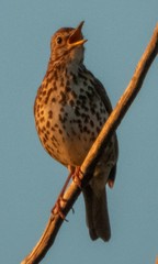 Turdus philomelos