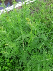 Jacobaea borysthenica