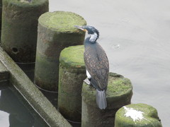 Phalacrocorax carbo