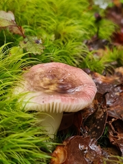Russula roseopileata