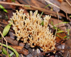 Phaeoclavulina flaccida