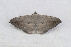 Hulodes drylla