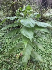 Calomeria amaranthoides