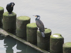 Phalacrocorax carbo
