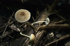 Pluteus plautus