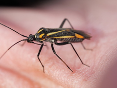 Hadrodemus
