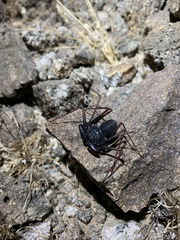 Paraphrynus carolynae