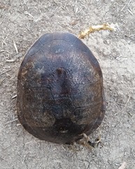 Chelodina rugosa