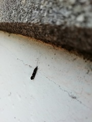 Athripsodes albifrons