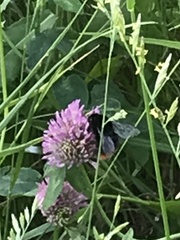Bombus