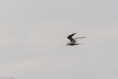 Sterna hirundo longipennis