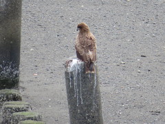 Milvus migrans lineatus