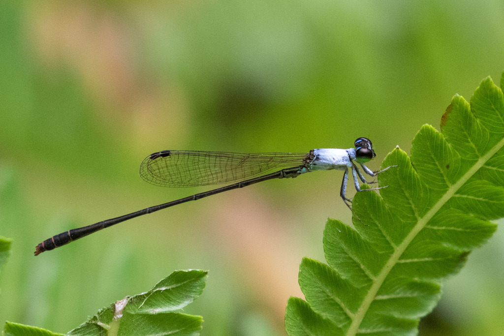 Agriocnemis maclachlani