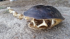 Chelodina rugosa