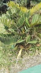 Zamia furfuracea image