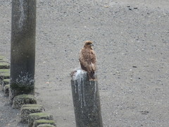 Milvus migrans lineatus