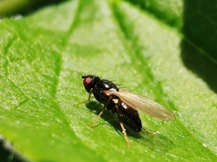 Chamaepsila