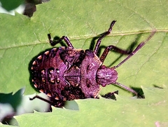 Pentatoma rufipes
