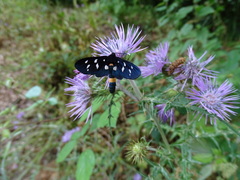 Amata ragazzii