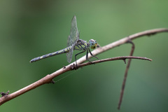 Chalcostephia flavifrons