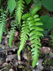 Leptogramma tottoides