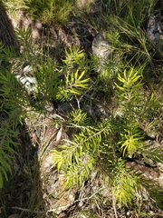 Persoonia linearis